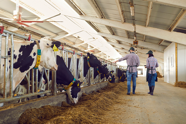 Two people standing next to cows